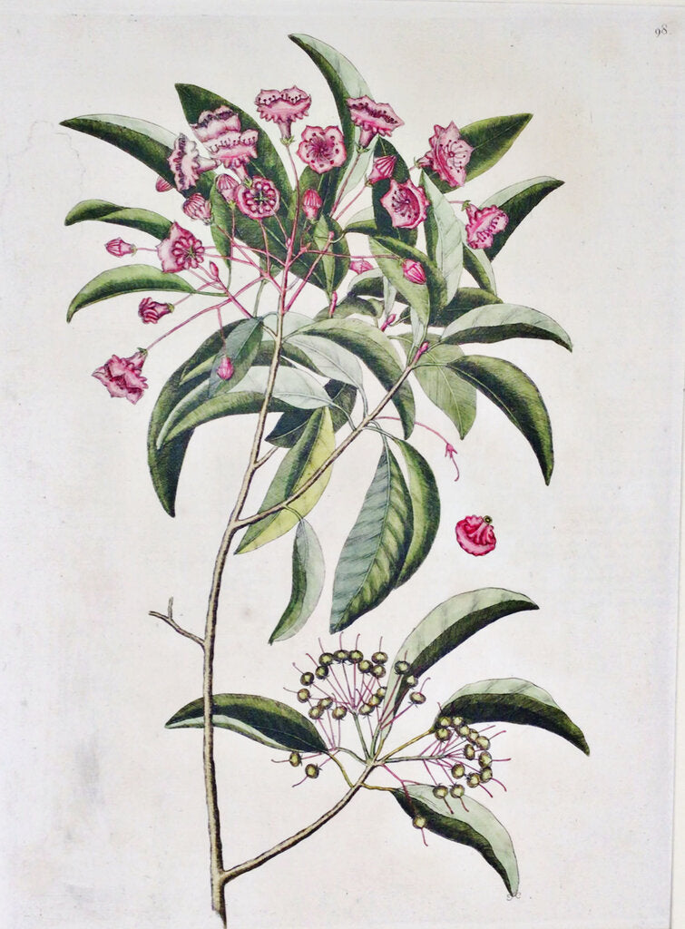 Mark Catesby, "Mountain Laurel". Engraving, ca. 1760.
