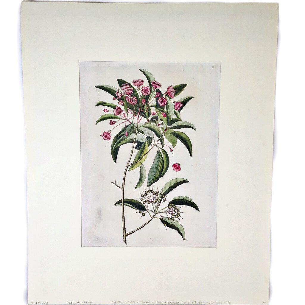 Mark Catesby, "Mountain Laurel". Engraving, ca. 1760.