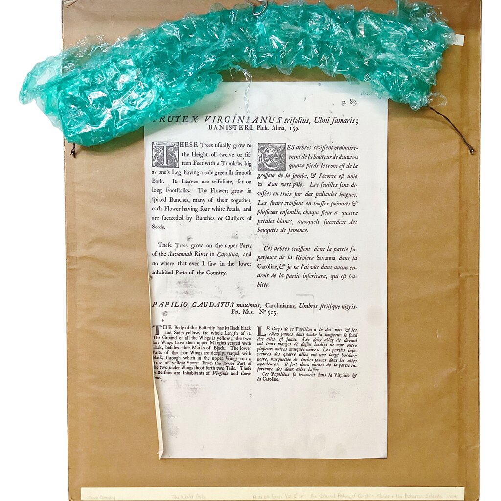 1851. Mark Catesby. The Natural History of Carolina, Florida and the Bahama Islands. Original Print.