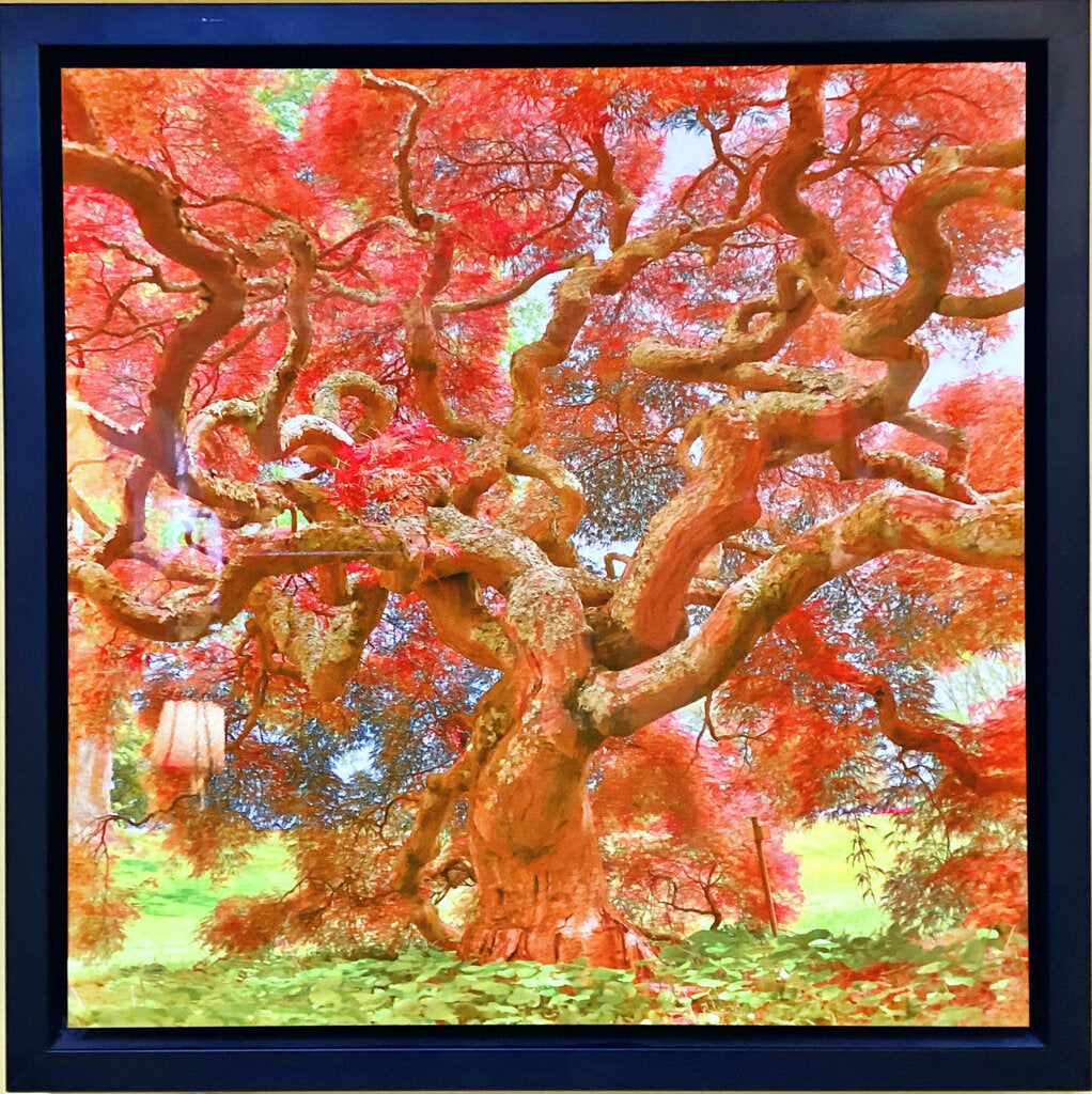 Roger Foster. "Maple Tree". Photo on Metal.