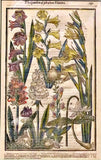 Garden of Pleasant Flowers Sword Lily Hand Colored Engraving