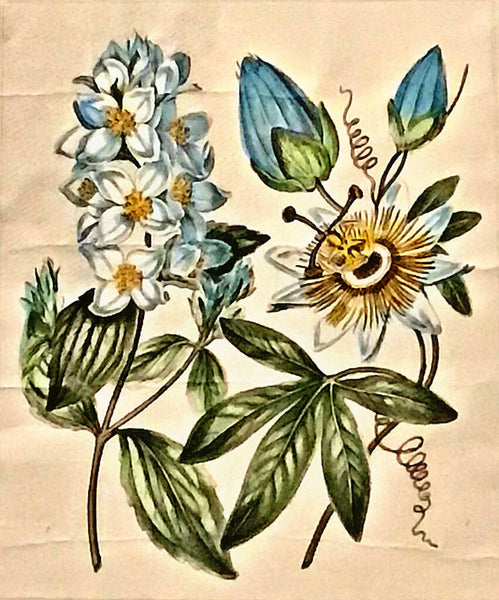 19th. C Passion Flower English Dogwood Engraving