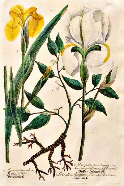 German 18th C. White and Yellow Iris Copper Engraving