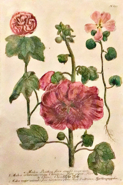 German 18th C. Chinese Camellias Copper Engraving