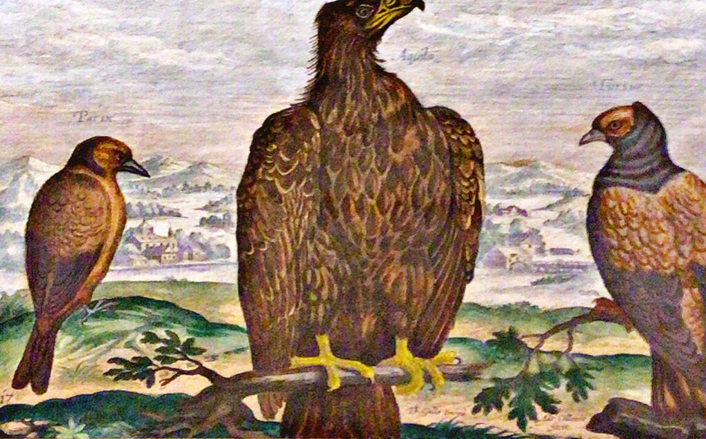 Collaert Avium Vivae Icones Aquila Lithograph