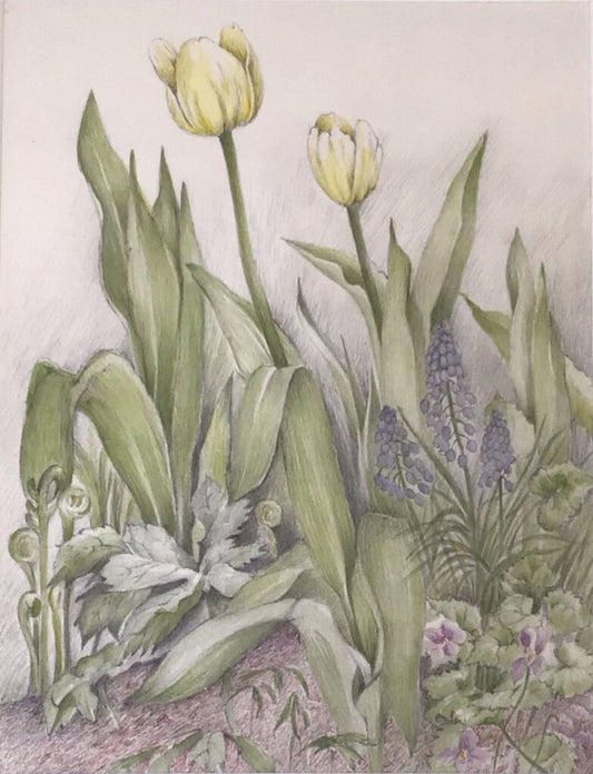 Attr. Marjorie Stodgell, Yellow Tulips. Pencil & Watercolor.