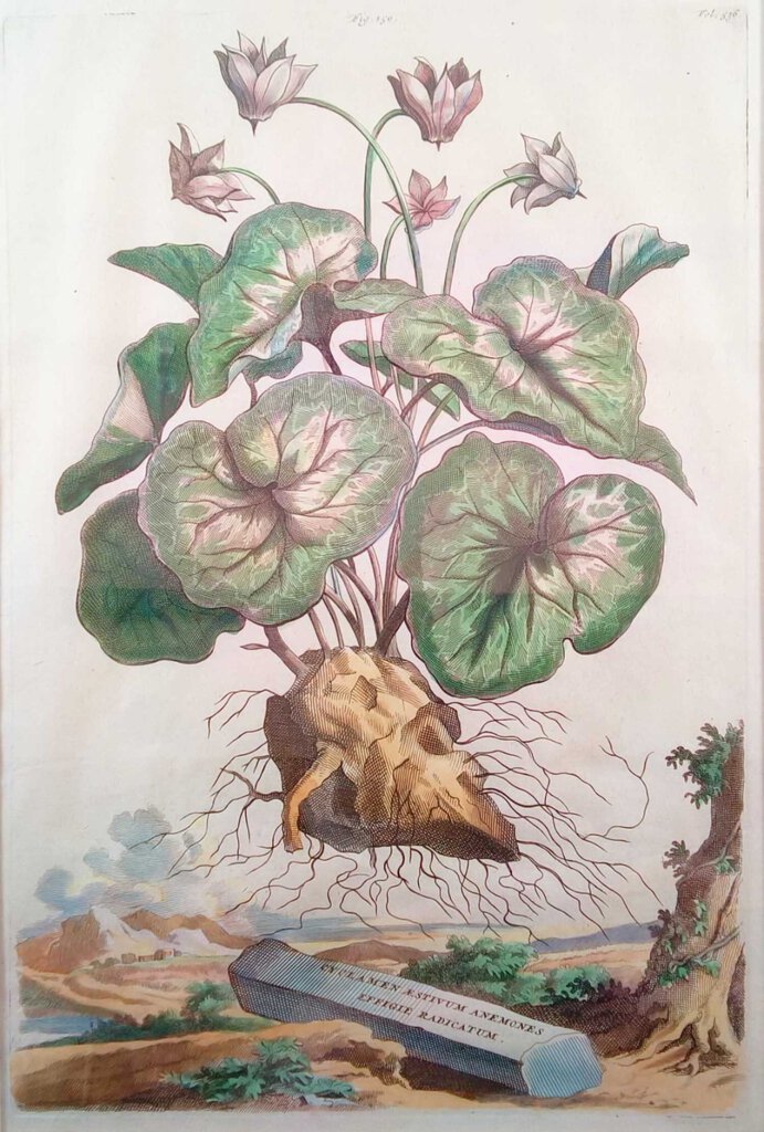 18th C. Hand Colored Botanical Print