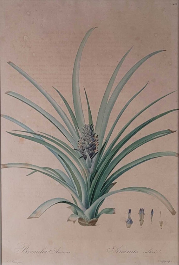 Redoute. Cultivated Ananas. Engraving