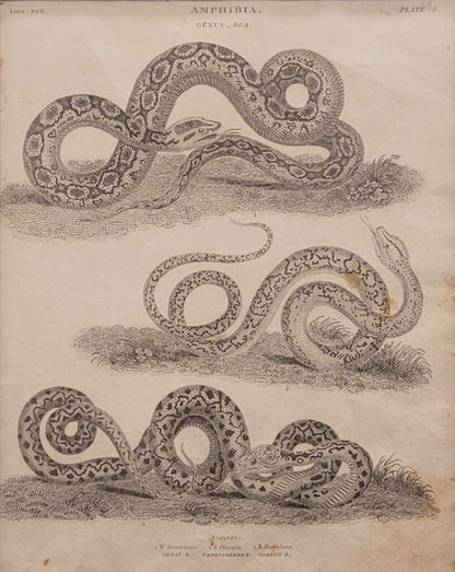 Thomas Milton, "Amphibia/ Genus Boa". Engraving, 1809.