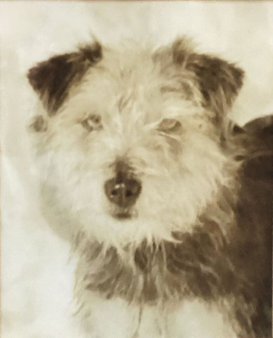 Vintage Winter Terrier Photograph