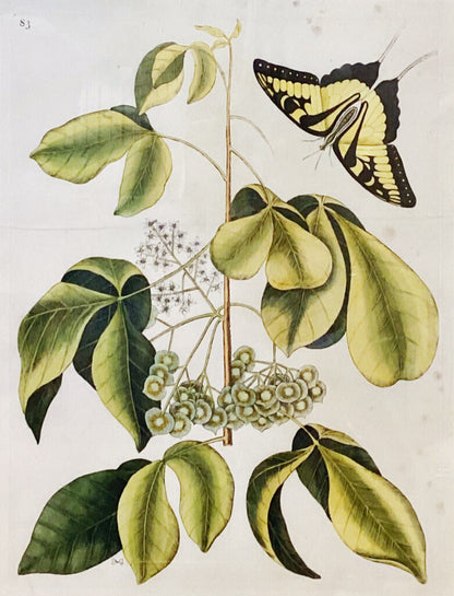 1851. Mark Catesby. The Natural History of Carolina, Florida and the Bahama Islands. Original Print.