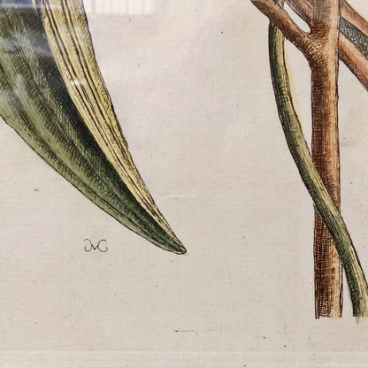 1851. Mark Catesby. The Natural History of Carolina, Florida and the Bahama Islands. Original Print.