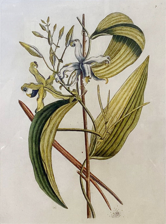 1851. Mark Catesby. The Natural History of Carolina, Florida and the Bahama Islands. Original Print.