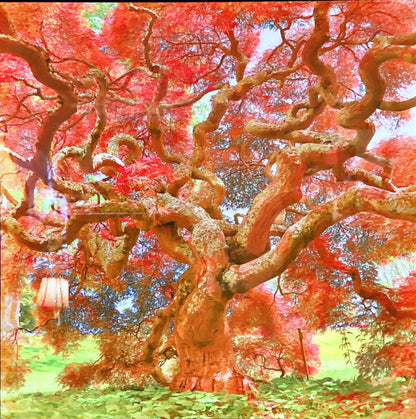 Roger Foster. "Maple Tree". Photo on Metal.