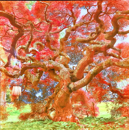 Roger Foster. "Maple Tree". Photo on Metal.
