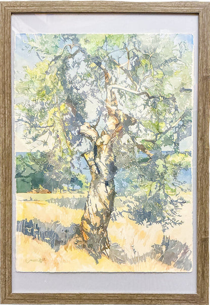James Foot. Olive Tree, Kyparissi. Watercolor on Paper.