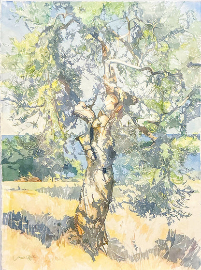 James Foot. Olive Tree, Kyparissi. Watercolor on Paper.
