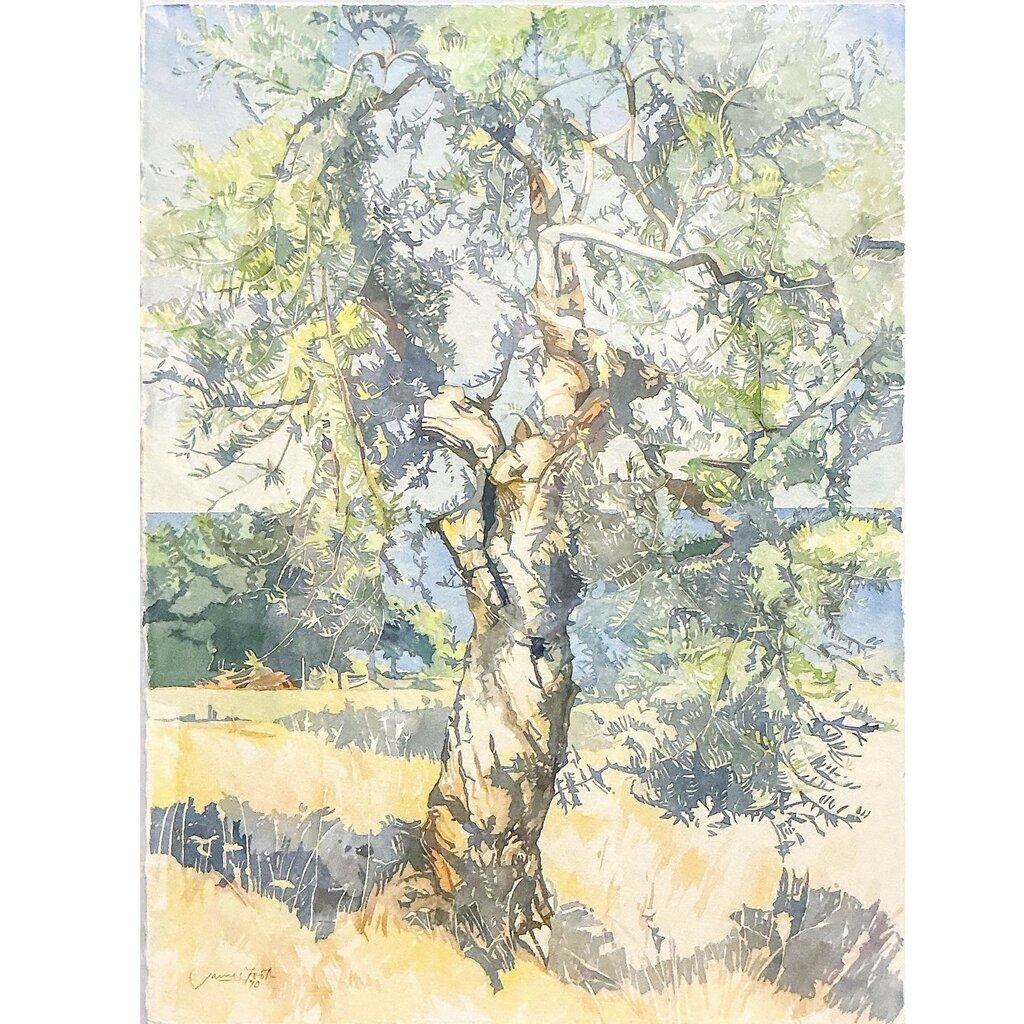 James Foot. Olive Tree, Kyparissi. Watercolor on Paper.