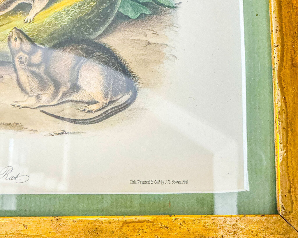 "Norway Rat" J. Audubon