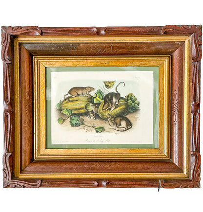 "Norway Rat" J. Audubon
