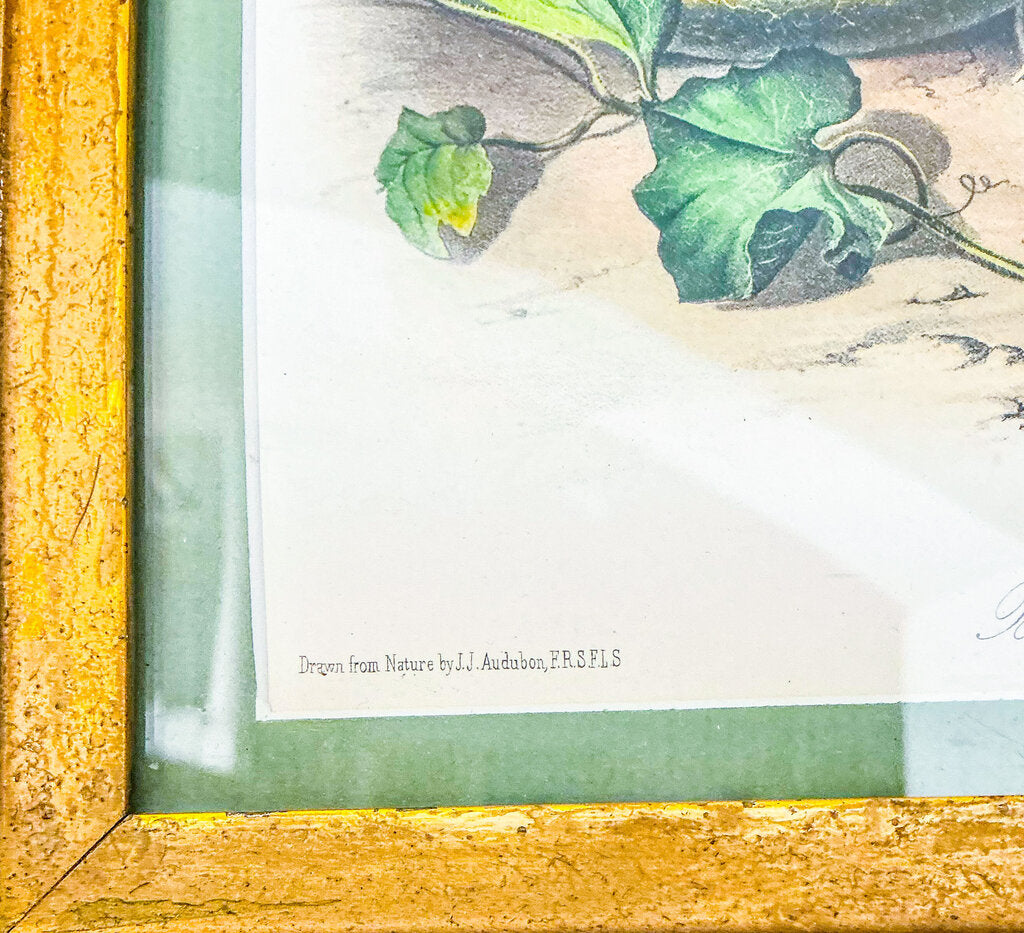 "Norway Rat" J. Audubon