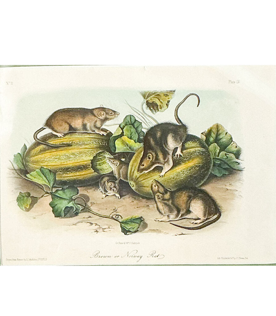 "Norway Rat" J. Audubon