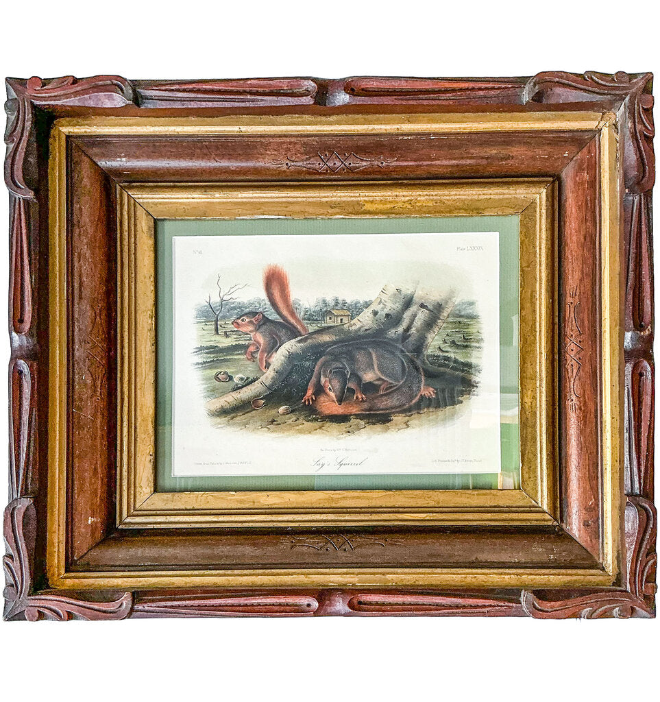 "Jay's Squirrel" J. Audubon