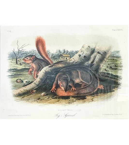 "Jay's Squirrel" J. Audubon