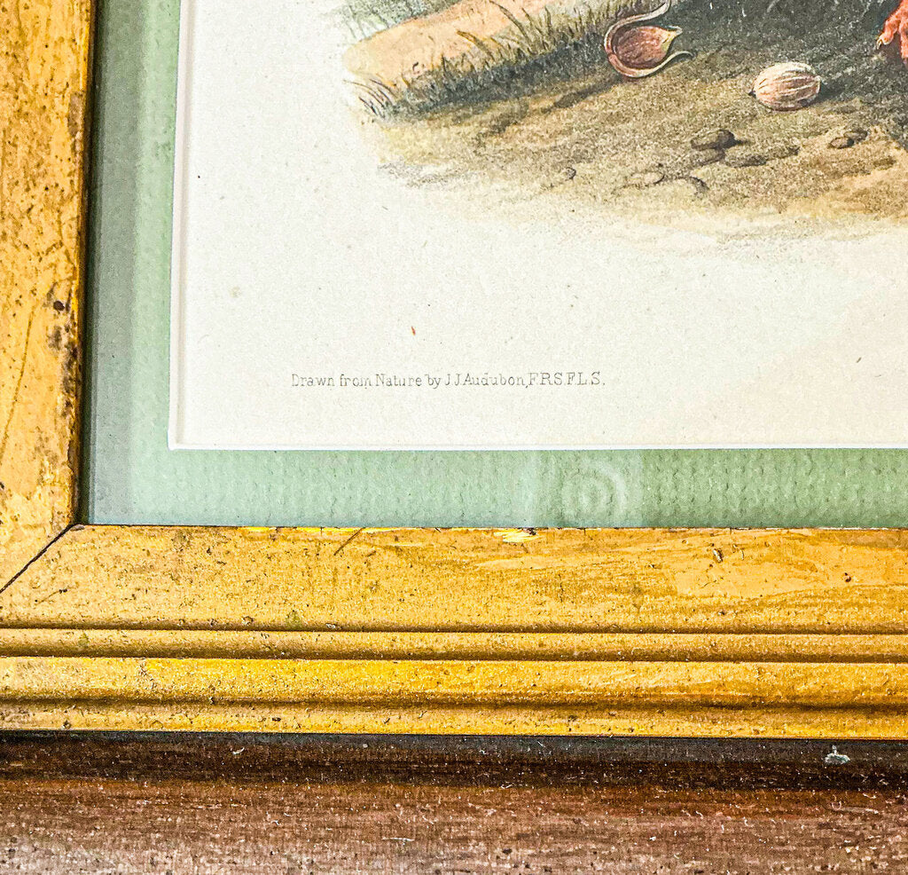 "Jay's Squirrel" J. Audubon