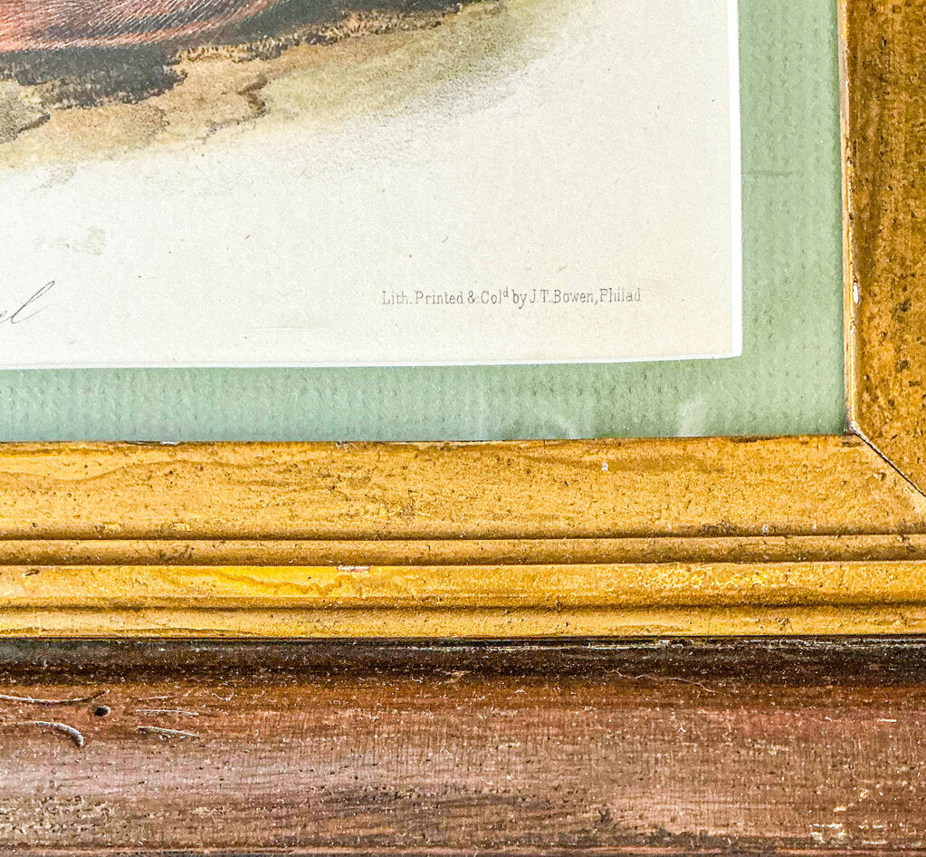 "Jay's Squirrel" J. Audubon