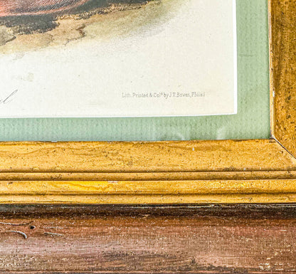 "Jay's Squirrel" J. Audubon