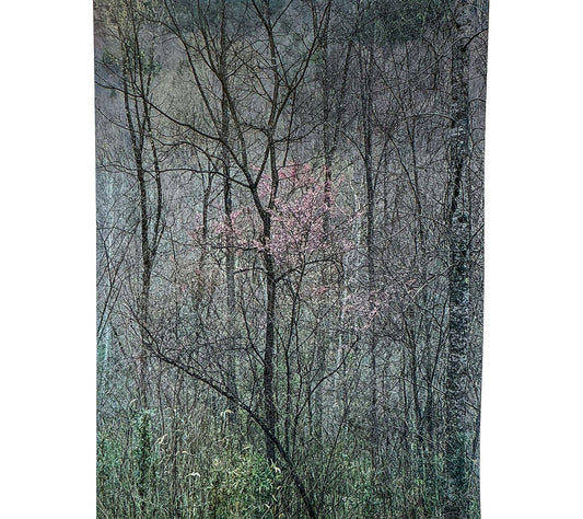 Eliot Porter, "Redbud Tree in Bottomland", Vntg Dye Transfer Color Photo