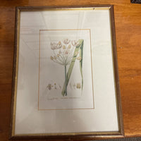 Framed Botanical Engraving Hand Tinted
