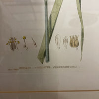 Framed Botanical Engraving Hand Tinted